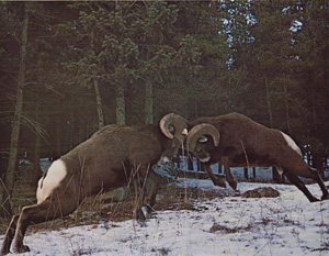 Bighorns Weighing about 275 pounds ead take a combined impact of about 45 MPH